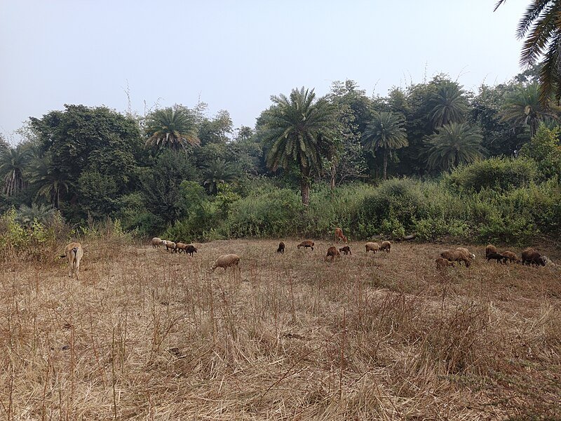 Packers And Movers In Chatra