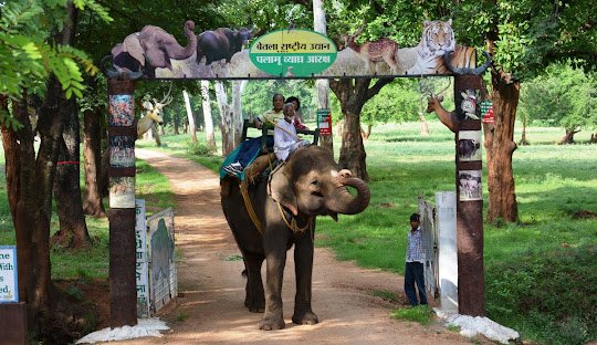 Packers And Movers In Latehar